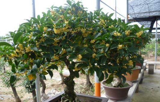 盆栽桂花的养殖方法-八凡集