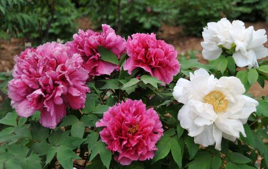 让盆栽牡丹安全度夏 夏季管理应做好三防-八凡集