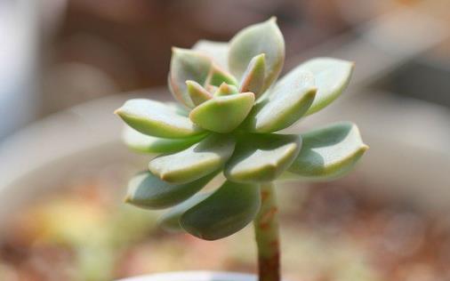 养护娇憨可爱的肉肉植物们 肉肉护理方法大全-八凡集