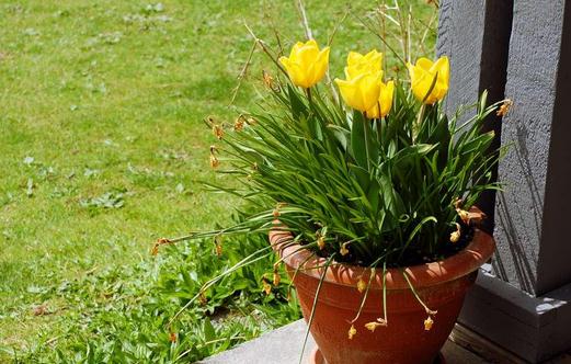 盆栽郁金香的种植方法-八凡集