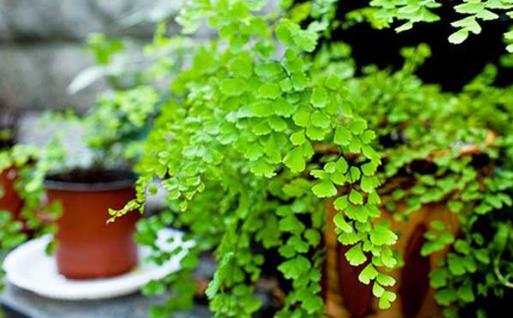 家庭养花:适合家庭养的耐阴植物总有一款适合你