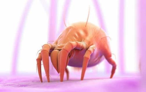 床单枕巾多久清洗一次 超过这个时间螨虫会成千上万-八凡集