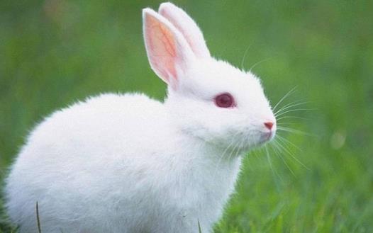 素食动物恐怖吃肉记 素食动物本质太弱而吃不到肉-八凡集