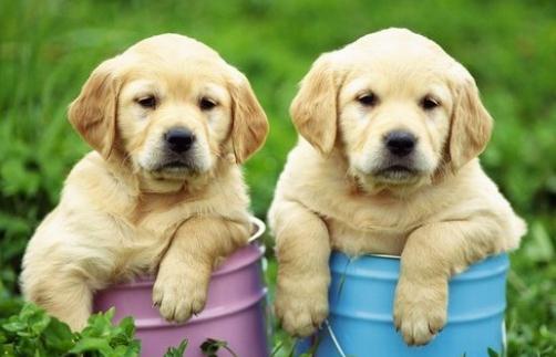 养宠物狗需要办理哪些手续？-八凡集