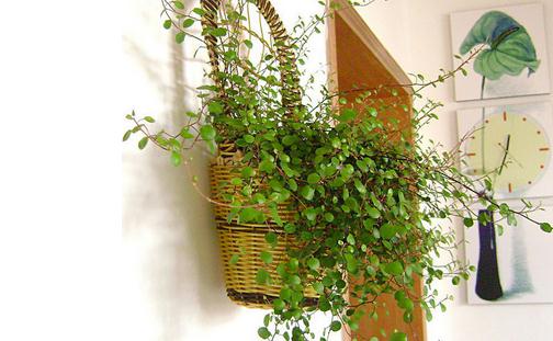 教你如何养殖千叶吊兰-八凡集