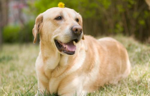 养狗人必知的狗狗呕吐情况 小狗不吃东西还吐怎么办-八凡集