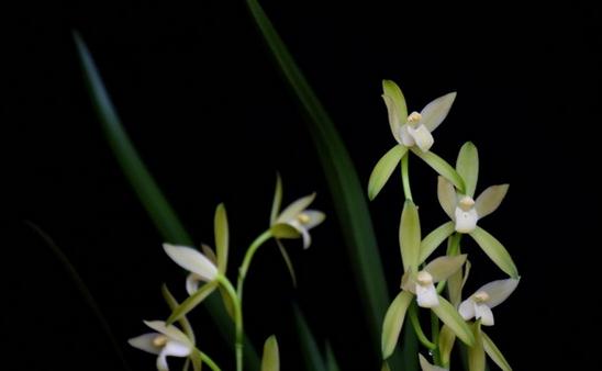 家养的兰花应该如何种植-八凡集