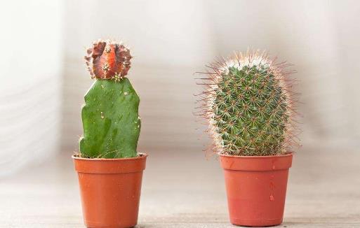 仙人掌竟然不是防辐射小卫士？-八凡集