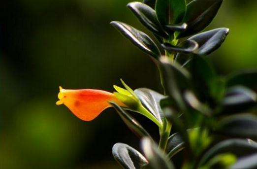 金鱼吊兰什么时候才会开花-八凡集