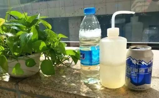 养花小技巧 啤酒擦拭叶片会更加翠绿并富有光泽-八凡集