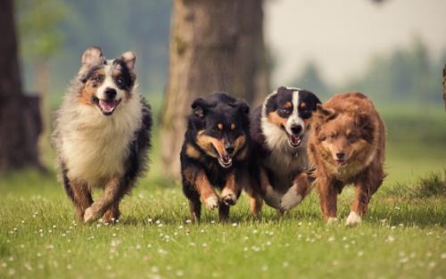 带宠物出国全攻略 携宠离境至少提前一周进行检疫-八凡集