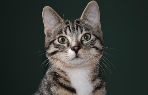 对于猫狗来说必不可少的水果 水果摄入同样特别重要-八凡集