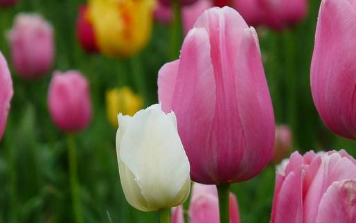 家里不适合养什么花草？-八凡集