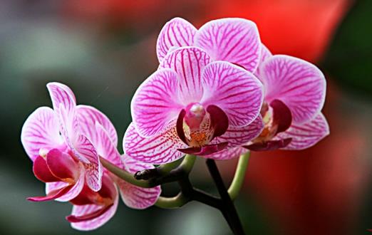 畏寒花卉春季出室的经验 掌握花卉的生长规律是关键