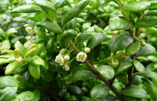 龟甲冬青的养殖方法-八凡集