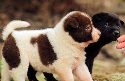 正确喂养幼犬的方法及养狗一些注意事项-八凡集