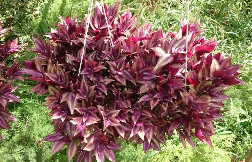 家庭养花:适合家庭养的耐阴植物总有一款适合你