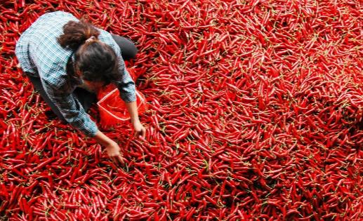 辣椒为什么有辣的有不辣的 缓解辣味辣椒辣感的方法-八凡集