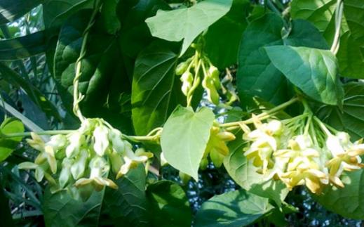 不适合在室内种植的植物 人碰触抚摸它们会过敏-八凡集