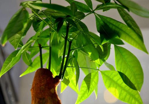 发财树小盆栽怎么养 发财树小盆栽的养殖方法-八凡集