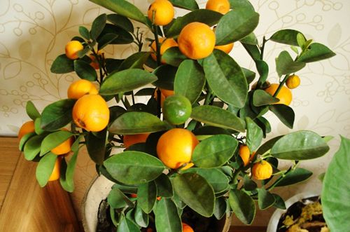 给小桔子树剪枝的方法-八凡集