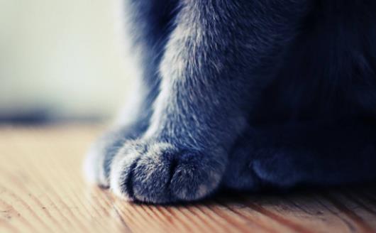 扒一扒猫爪的小秘密 杀机藏在肉垫里-八凡集