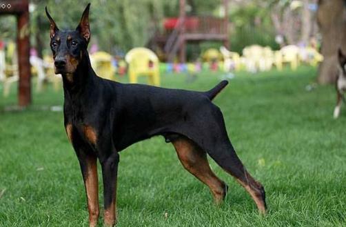 分享 更多 猛犬中的4种“假货”,只是看着威武,实际上