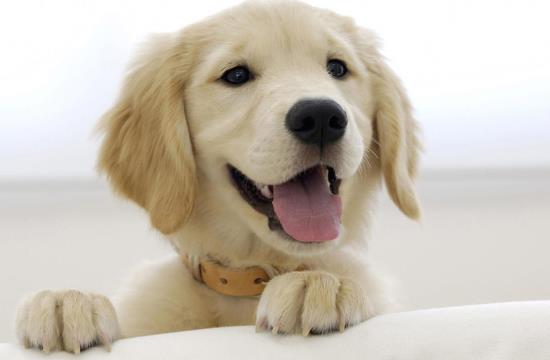 狗狗为什么老闻主人裆部 狗狗闻屁股是干嘛-八凡集