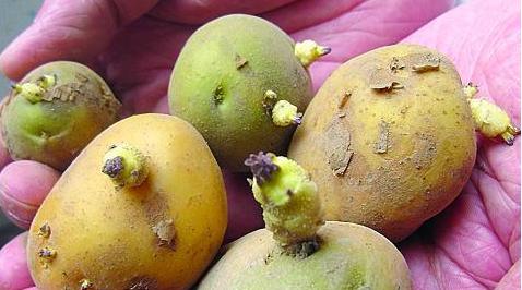 土豆发芽不能吃了就得扔掉?四种巧用发芽土豆的实用小妙招-八凡集