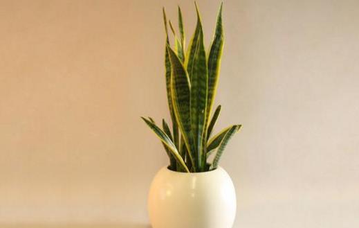 家庭养花:放着也能活的虎皮兰