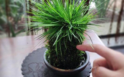 植物栽种之前给土壤进行消毒 家庭养花土壤消毒的方法-八凡集