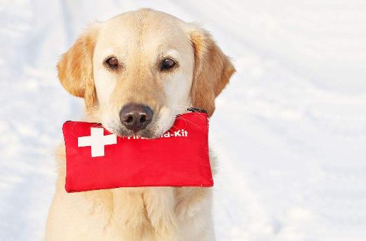 关于爱狗的日常急救常识-八凡集
