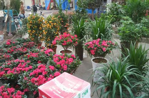 厨房剩菜不要扔摇身一变为盆花肥料 简直好用极了-八凡集