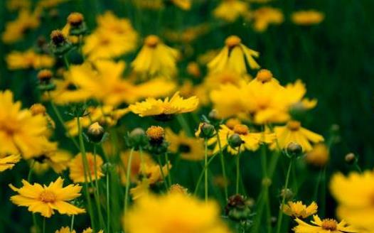 春季养花注意事项和花卉的春季管理-八凡集