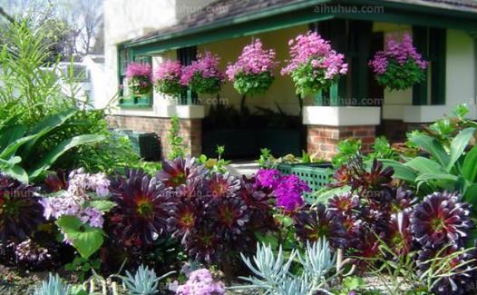 室内养花的技巧 居家室内适合养什么花-八凡集