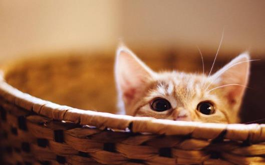 猫爪子上秘密知识 喵喵的肉球是有味道的-八凡集