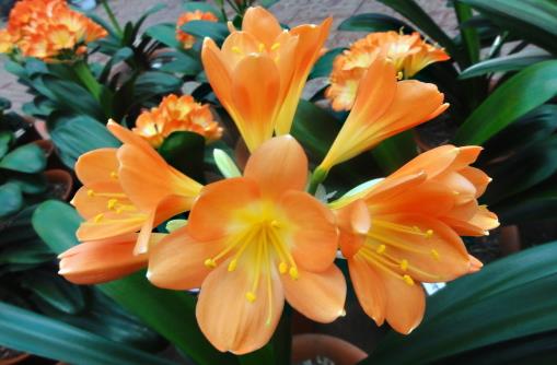 室内养君子兰七八月讲究多 养殖君子兰注意事项-八凡集