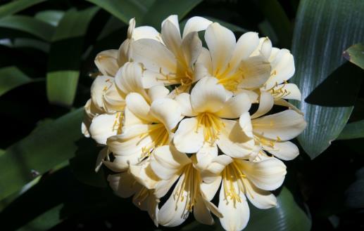 室内养“君子兰”,七八月“讲究”多,“4件事”坚决别做