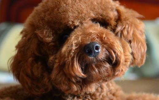 泰迪犬小巧可爱萌化内心 养泰迪必须具备的条件-八凡集