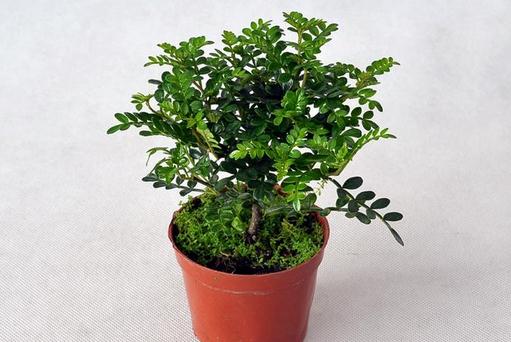 清香木可以放在室内养吗？-八凡集