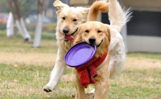 与狗狗互动交流感情的技巧 互动训练因犬制宜-八凡集