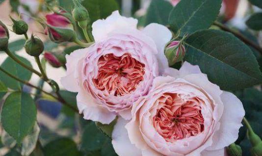 养花方法技巧大全 家庭养花的水肥光土四大要点总结-八凡集