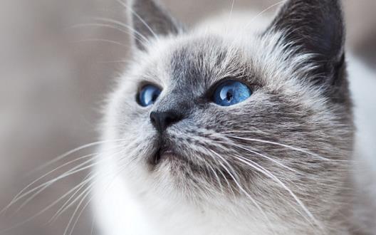 宠物猫咪不喜欢喝水不一定是病 这六种方法拯救你