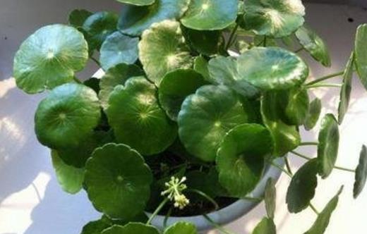 铜钱草可爱易养 家庭养花教你轻松养好铜钱草-八凡集