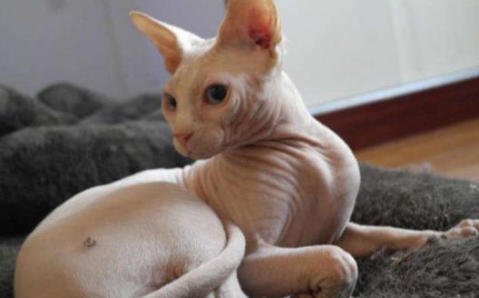 无毛猫不是真的无毛 不能让猫毛过敏者实现养猫愿望-八凡集