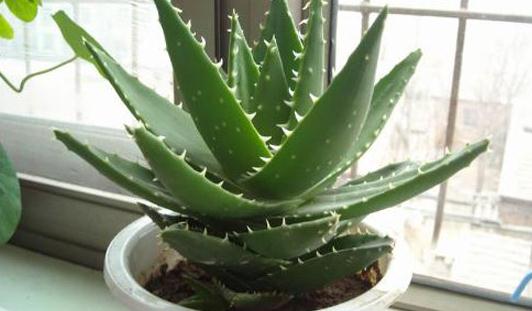 芦荟移植分株的方法-八凡集