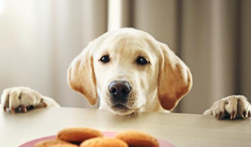 怎样训练狗狗上厕所?训练狗狗定点大小便方法!