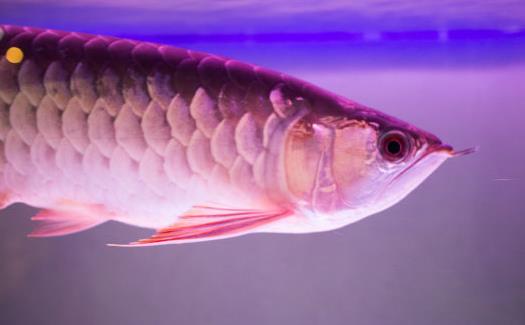 不同的观赏鱼有不同的意义 家养观赏鱼的饲养方法-八凡集