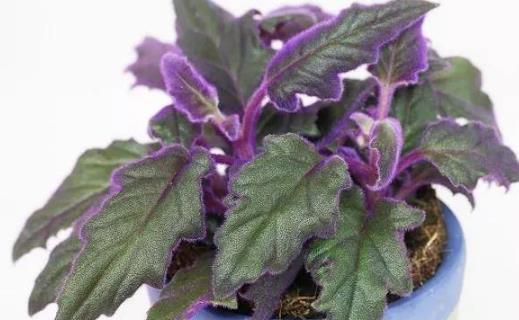 种浪漫的紫色盆栽观赏植物,叶片比花朵还要好看