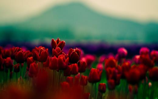 被誉为世界花后的郁金香 郁金香的象征意义及花语-八凡集
